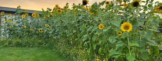 SUNFLOWER, SIP & SAVOUR! in Kelowna