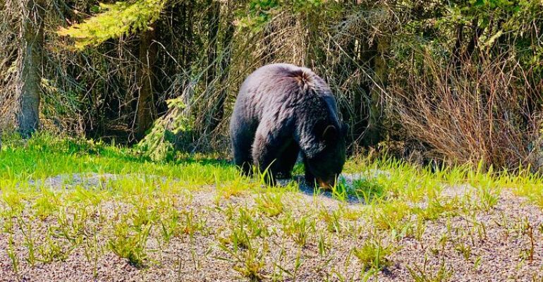 Banff Private Full-Day Tour Experience