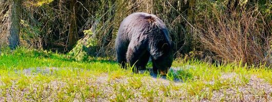 Private Full Day Experience Banff and Canmore Tour