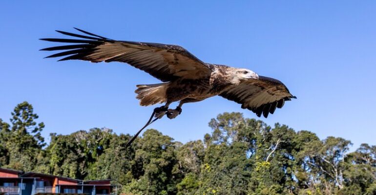 Lamington National Park Rainforest and Wine Tour