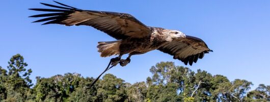 Lamington Day Tour O’Reilly’s Treetop, Wildlife, and Wine Tasting
