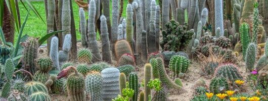 Phoenix Landmarks Tour Desert Botanical Garden