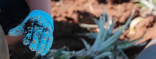 Maui Pineapple Planting Experience
