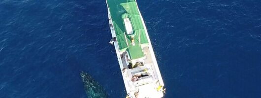 Private Charter Sanity Vessel Tour Off Kaanapali Beach to Lanai