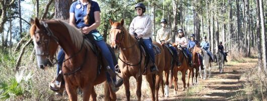 Guided Two Hour Horseback Trail Ride in Central Florida