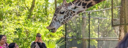 Central Florida Zoo and Botanical Gardens Admission Ticket