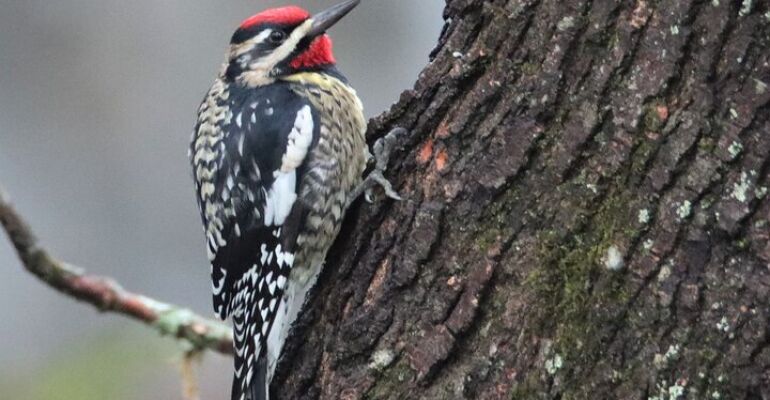 Hendersonville Birding Nature Walk Experience