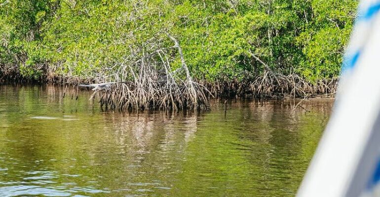 Naples Wildlife Adventure in Ten Thousand Islands