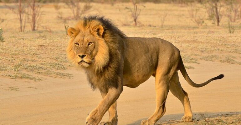 Durban Hluhluwe-Imfolozi Park Safari Adventure