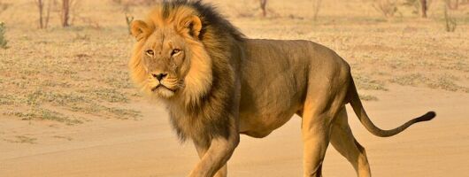 Exciting Hluhluwe-Imfolozi Open Vehicle Wildlife Adventure