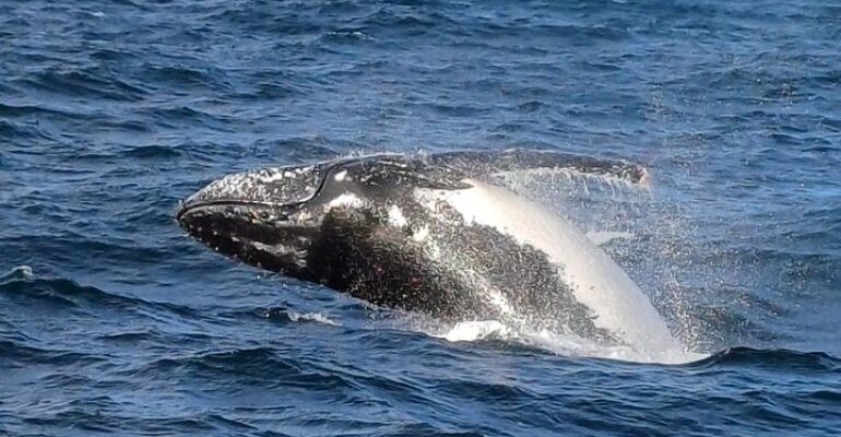 Cape Town Whale Watching and Penguin Tour