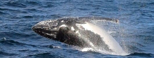 Cape Town Hermanus Whale Watching tour