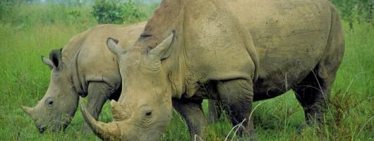 Half-Day Tala Game Reserve & Zulu Cultural Experience from Durban