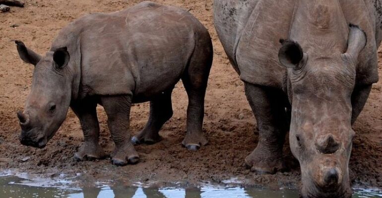 Durban Wildlife and Zulu Culture Adventure