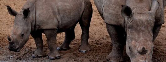 From Durban Tala Game Reserve and Zulu Cultural Experience