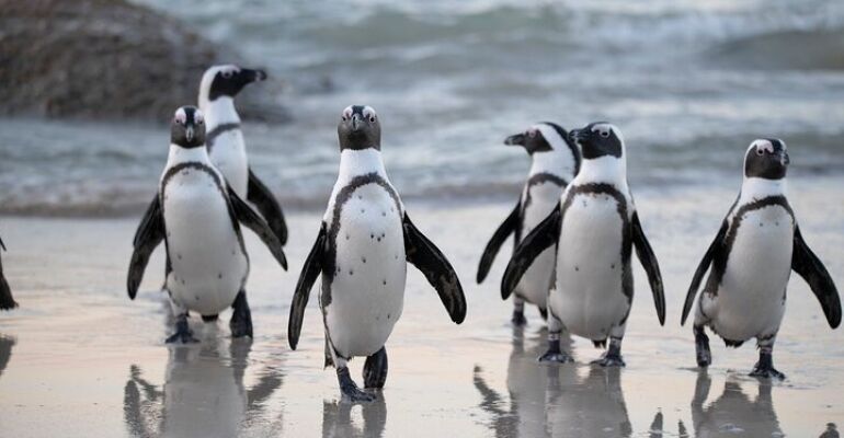 Cape Town Private City Tour Experience