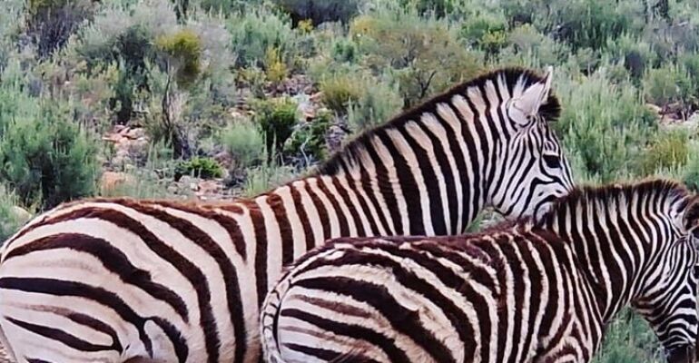 Cape Town Big Five Safari Adventure