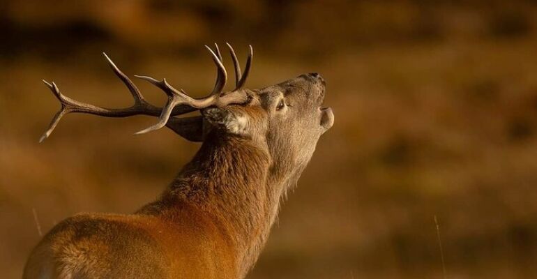 Isle of Lewis Wildlife and Scenic Tour