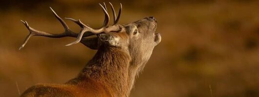 Wildlife Tours in Pairc Isle of Lewis with Scenery
