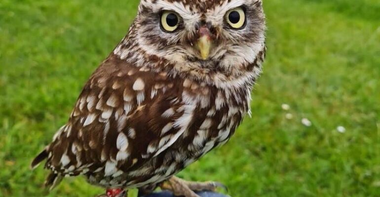 Northern Ireland Falconry and Giant's Causeway Tour