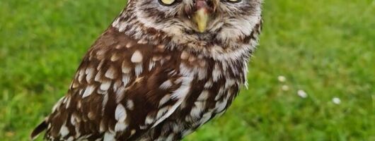 Private Full-Day Falconry and Giant's Causeway Tour from Belfast