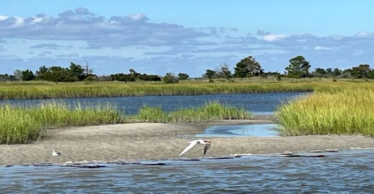 Wrightsville Beach Masonboro Island Excursion