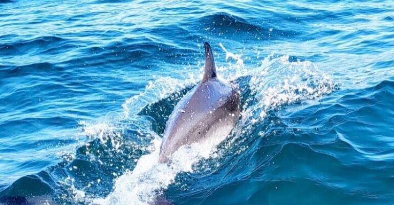 Savannah Custom Sailing Adventure and Wildlife Tour
