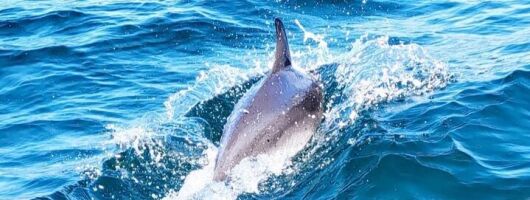 Two Hour Coastal Sailing Cruise