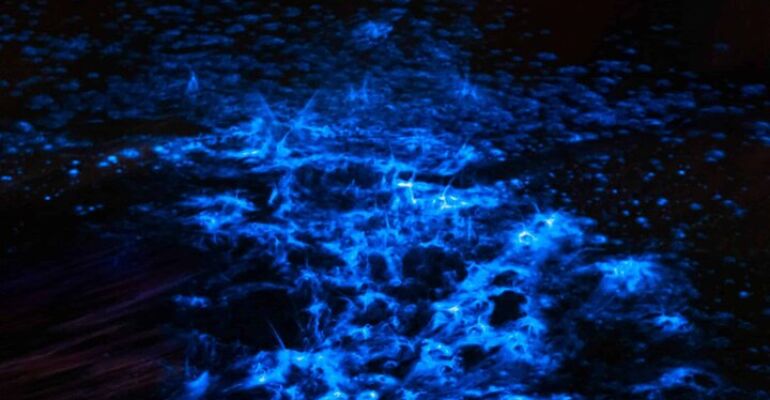 Oak Hill Bioluminescent Kayaking Adventure