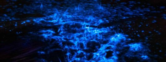 Bioluminescence Paddle Tour
