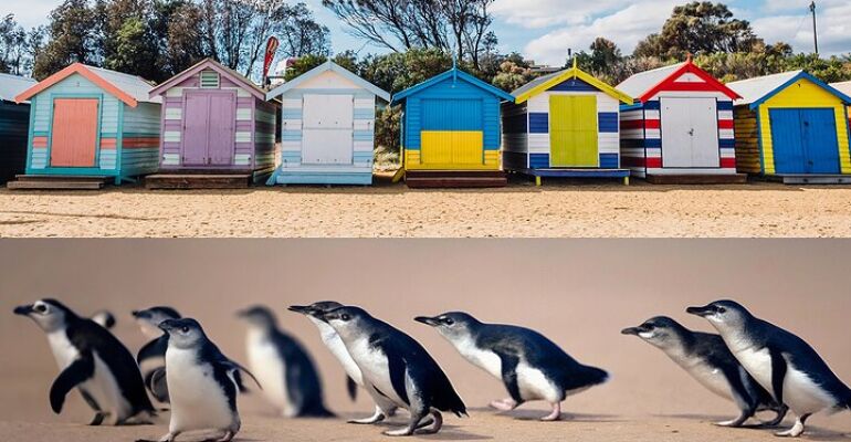 Phillip Island Penguin Parade and Wildlife Tour