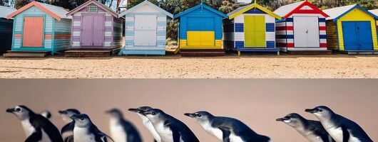 Penguin Parade Brighton Beach Dandenong Range Wildlife Tour