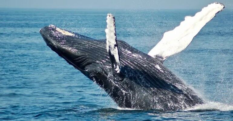 Honolulu Humpback Whale Watching Sail Experience