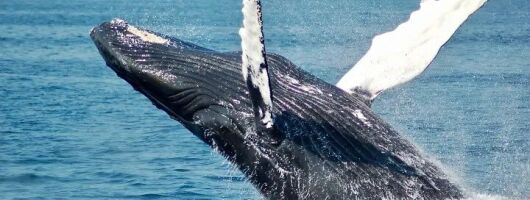 Whale Watching Sail in Honolulu 