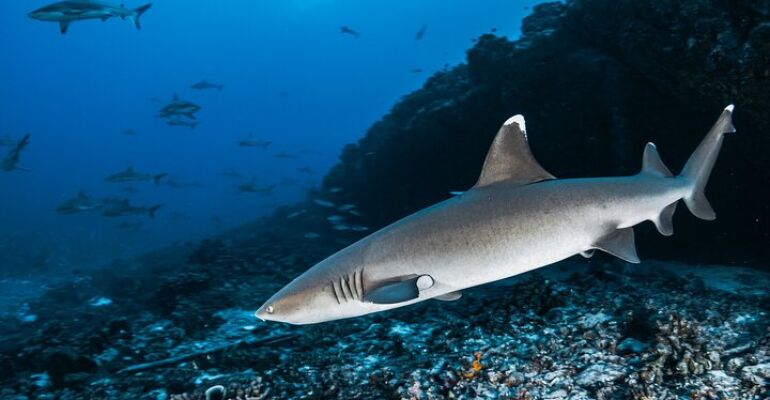 Maui Eco-Friendly Snorkel Tour Adventure