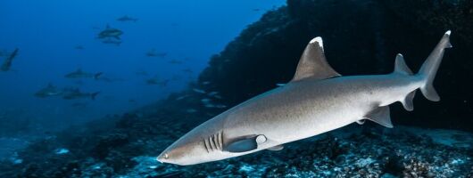 Maui Reef Shark Snorkel Tour: Discover Sharks & Sea Life