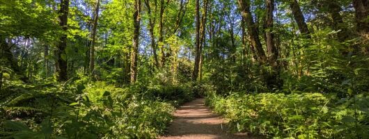Tryon Creek Eco-tour With a Master Naturalist 