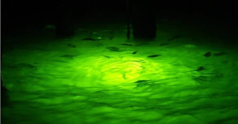 Naples Night Fishing Adventure Under Stars