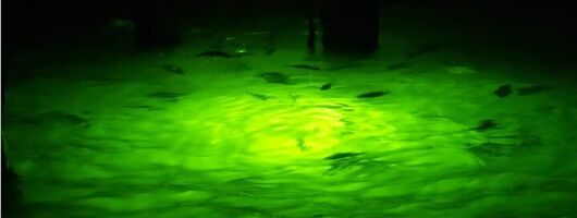 Naples Night Fishing Trips
