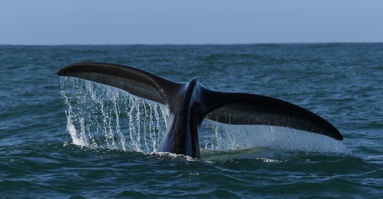 Hermanus Whale Watching and Wine Tasting