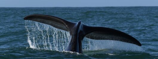  Hermanus Whale Watching Shoreline Activity 