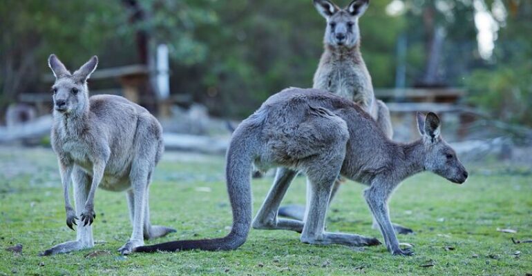 Sydney Wildlife and Hunter Valley Wine Tour