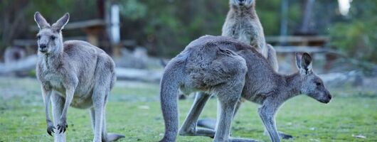 Wallabies and Wine Hunter Valley Adventure Private Tour