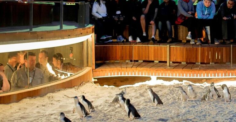 Phillip Island Wildlife and Penguin Parade Tour