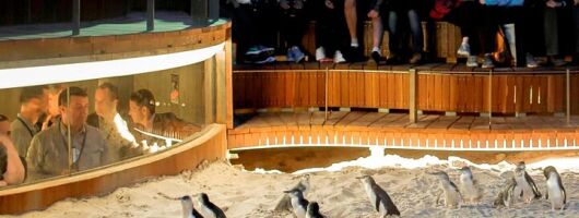 Phillip Island Wildlife Tour: Koalas, Penguins & Coastal Views