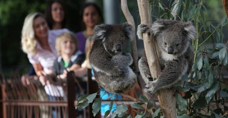 Yarra Valley Wine, Wildlife, and Chocolate Tour