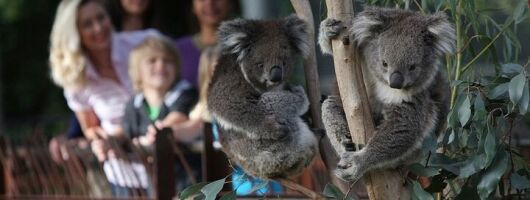 Yarra Valley Family Tour Wine, Wildlife, and Chocolate