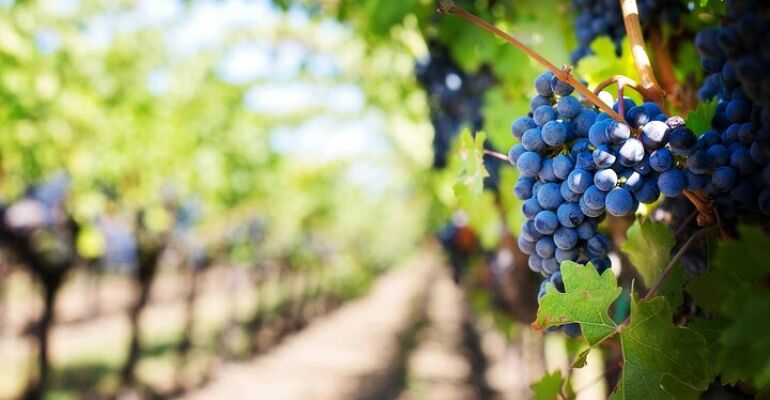 Frankfurt Romantic Rheingau Wine Escape