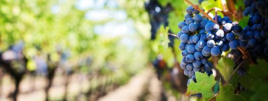 Romantic Rheingau Wine Escape