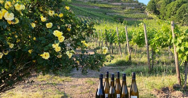 Radebeul Authentic Winery Wine Tasting Experience